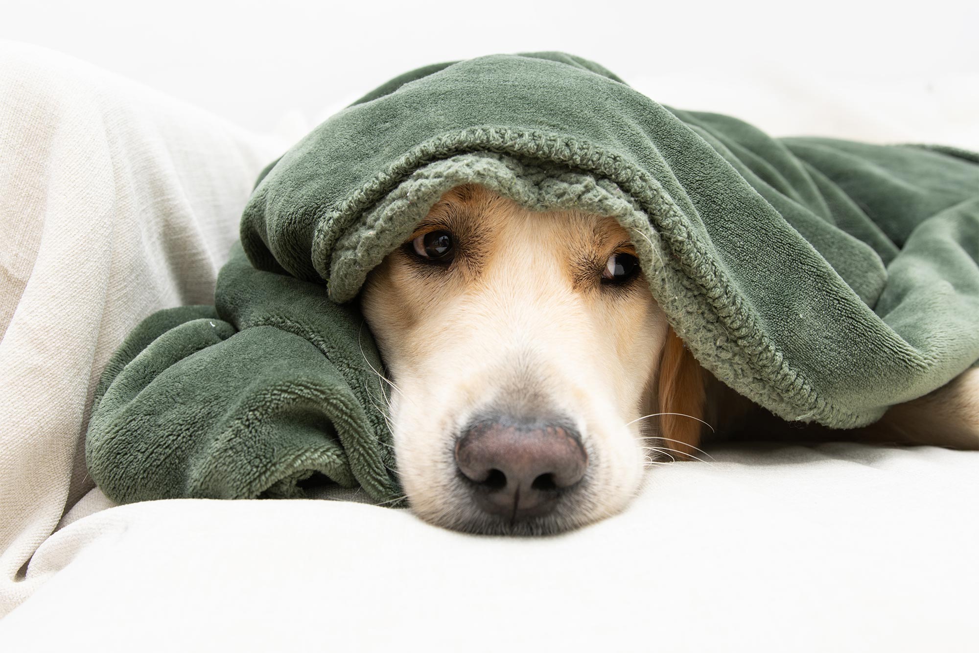 How Can You Prepare Your Pet for Fourth of July Fireworks? 6 Calming Strategies