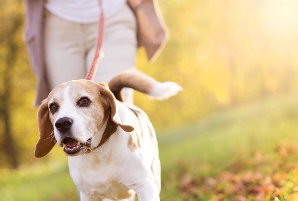 dog on a walk