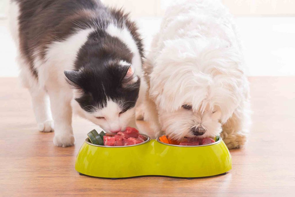 pet nutrition