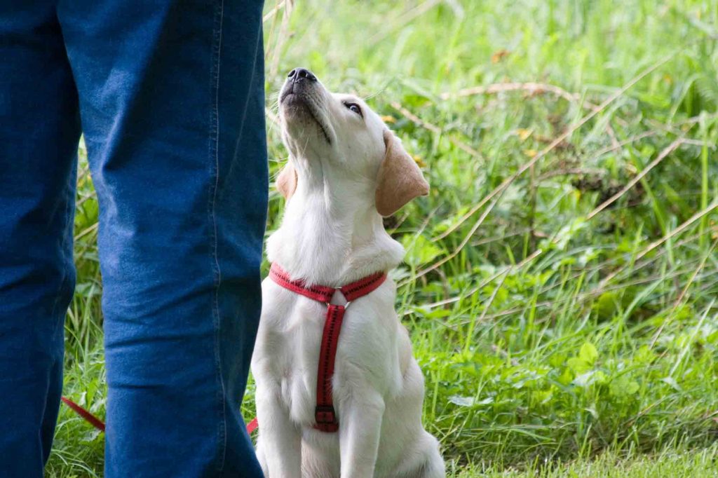 training your pet to stay inside