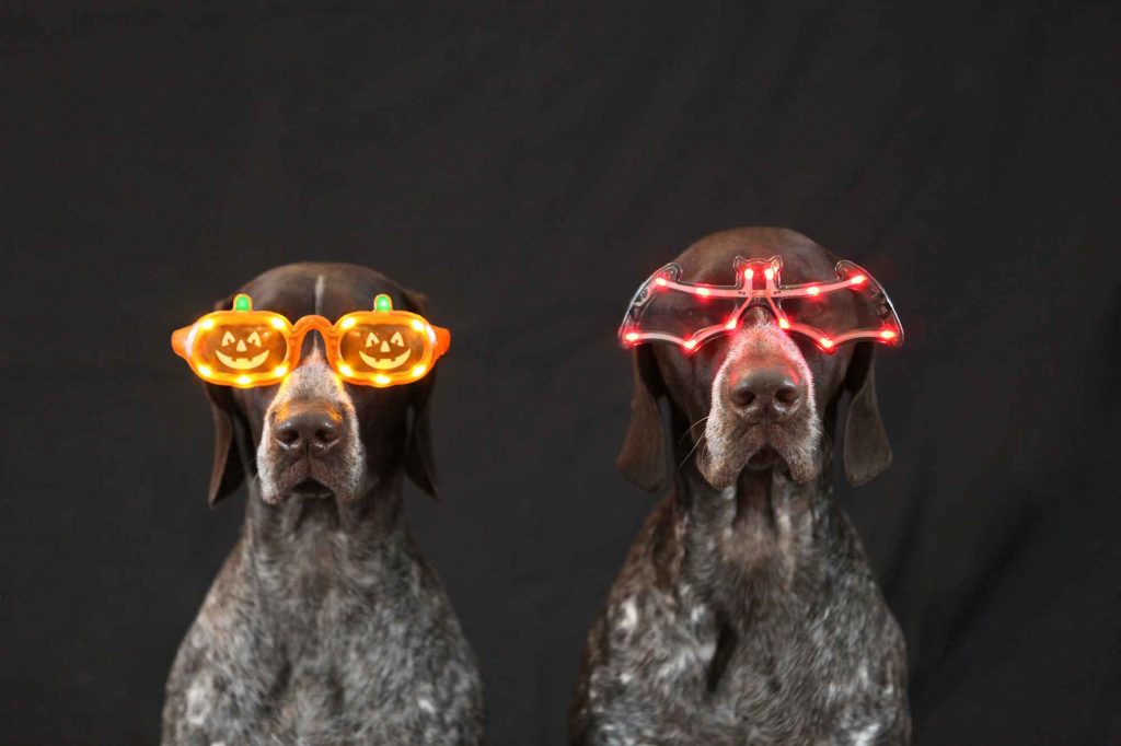 Should You be Concerned About Halloween Pet Safety? | The ...