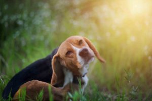 allergies in pets