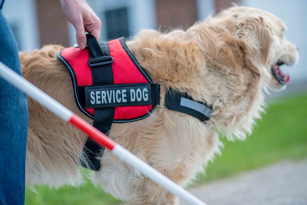 Don't fake service animals. That's not cool