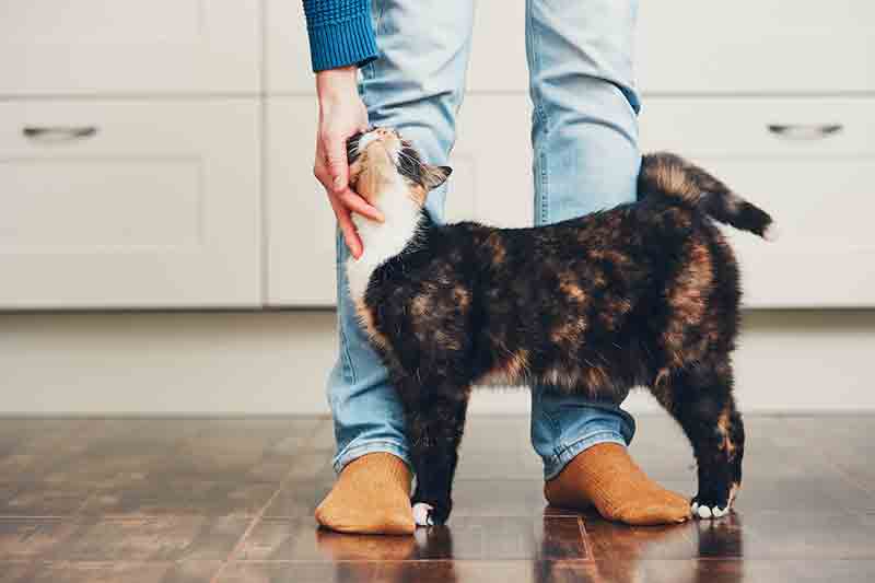 Cat health and wellness is important as a pet owner. 