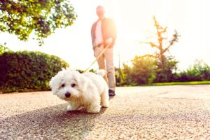 The benefits of walking your dog can impact dog health and wellness