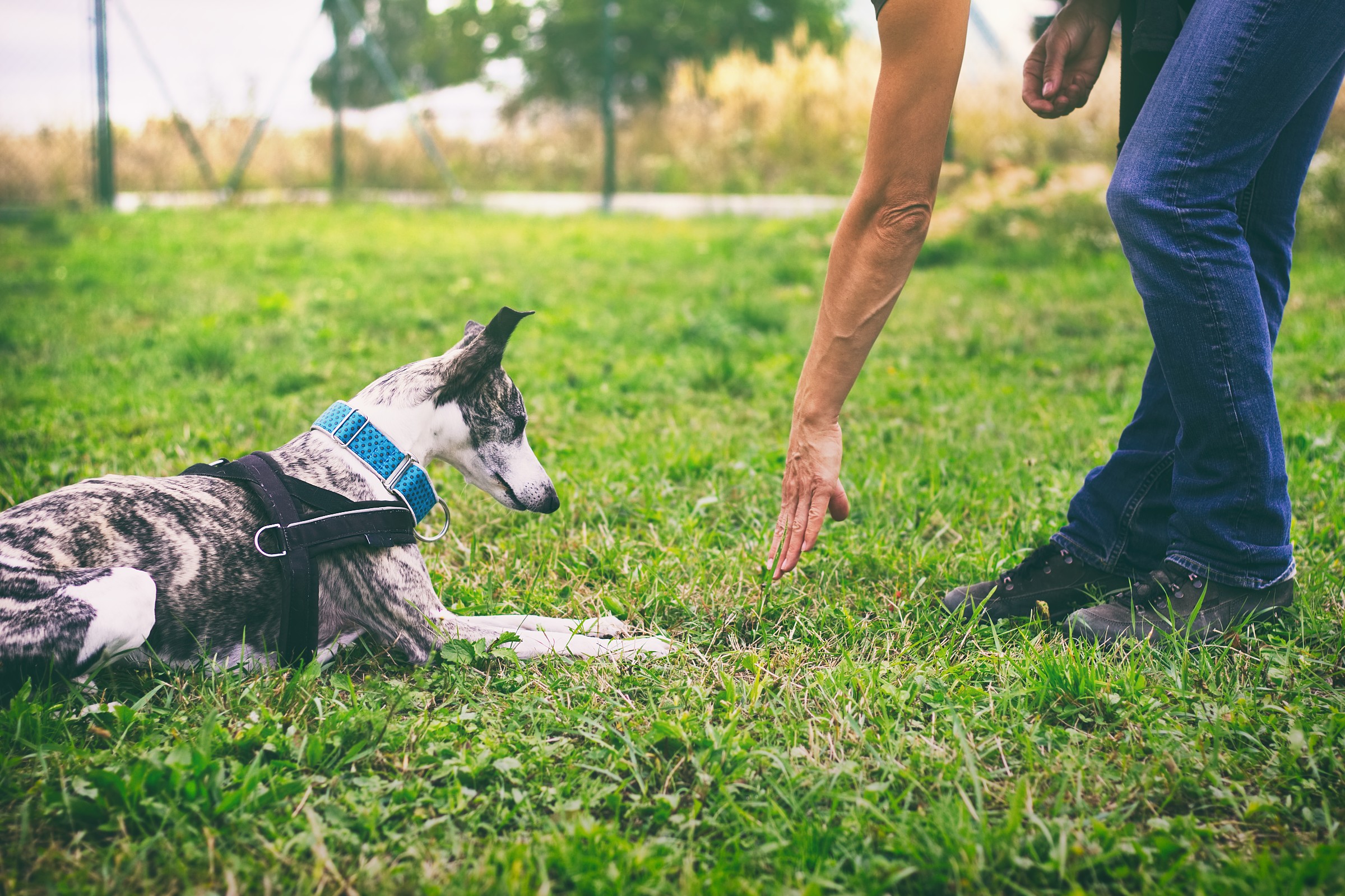 Conroe Dog Training