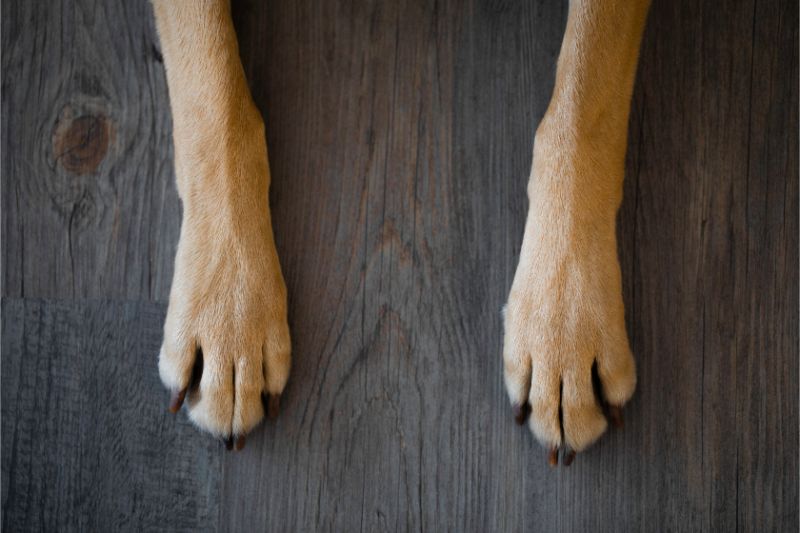 how many feet does a dog have