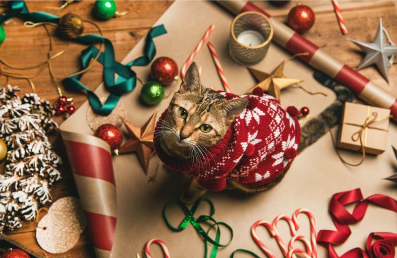 https://www.thewholepetvet.com/blog/wp-content/uploads/2019/12/iStock-1069307460-1.jpg