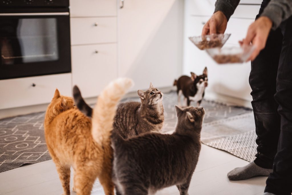 Quality Over Quantity: How Many Pets Is Too Many? | The Whole Pet Vet  Hospital and Wellness Center