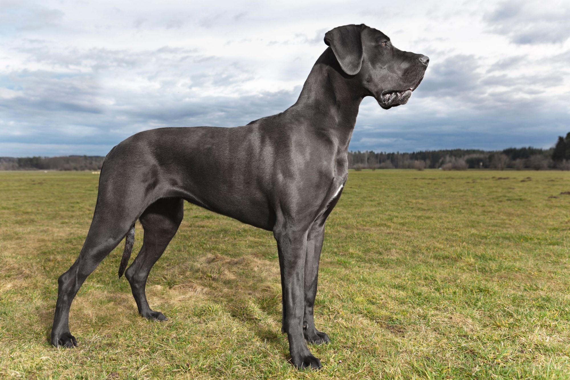 A great dane stands outside.