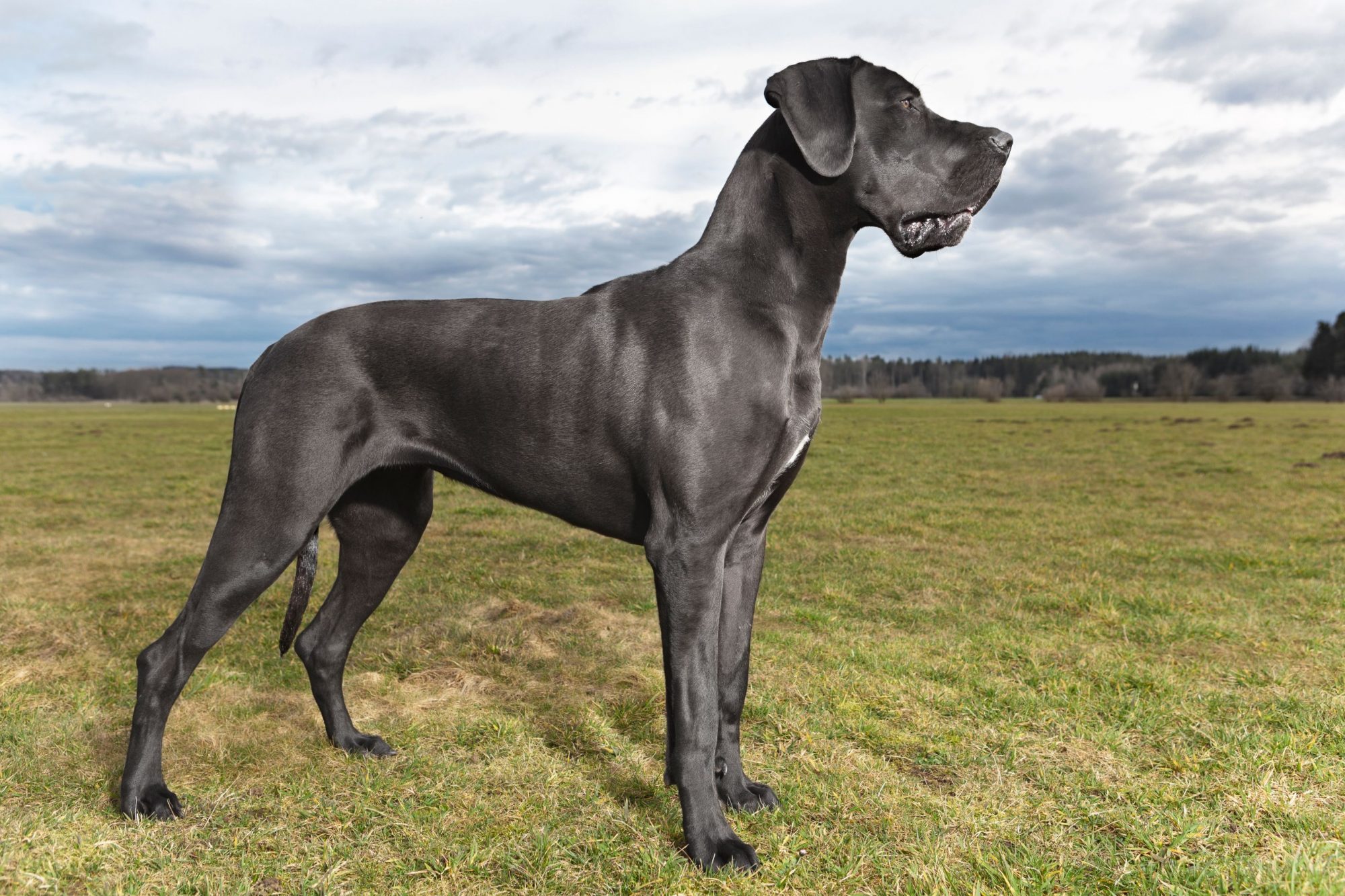 what causes a great danes stomach to flip