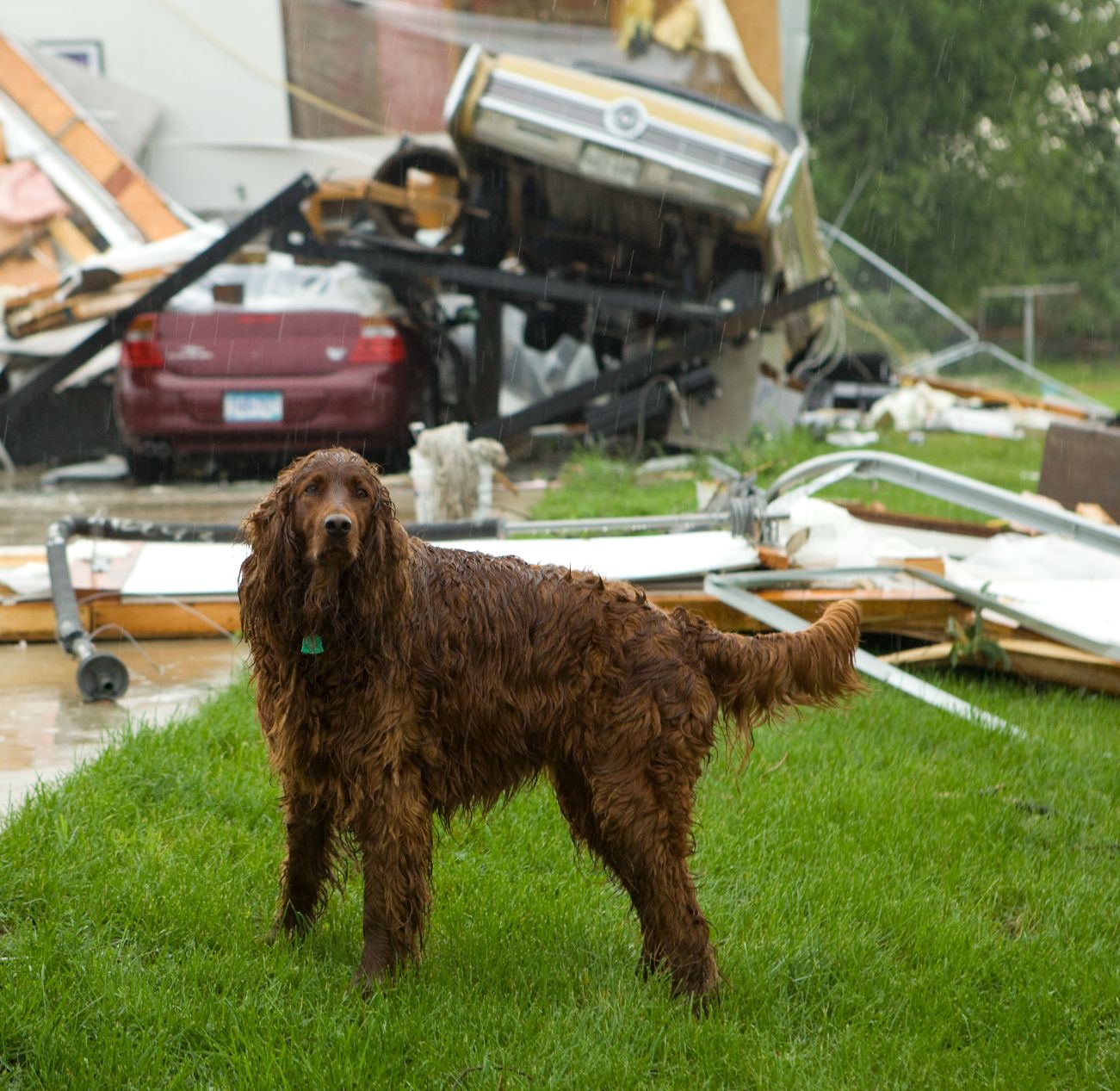 Dog in rain after a tornado.