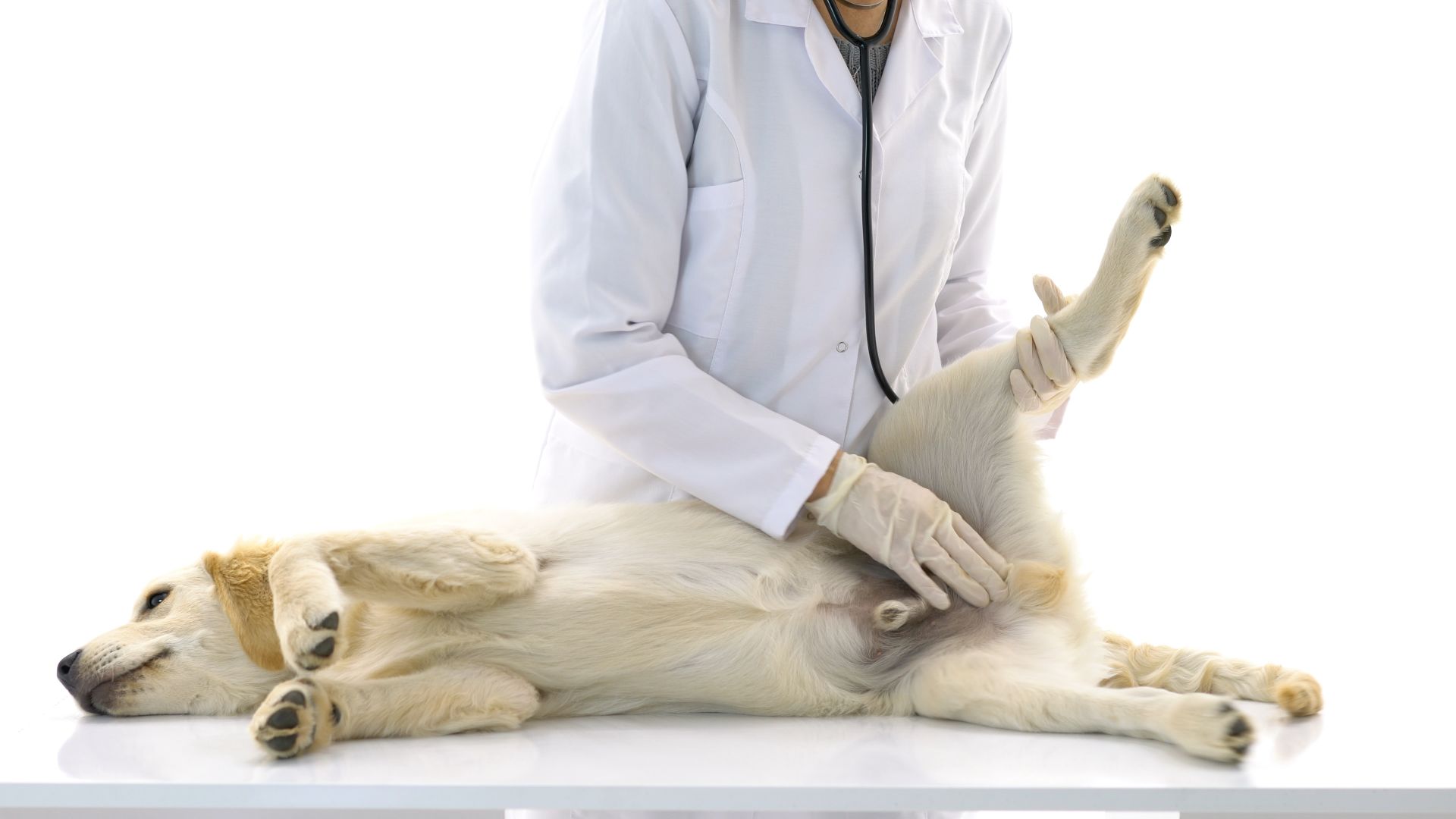 veterinarian examining a dog's urinary system.