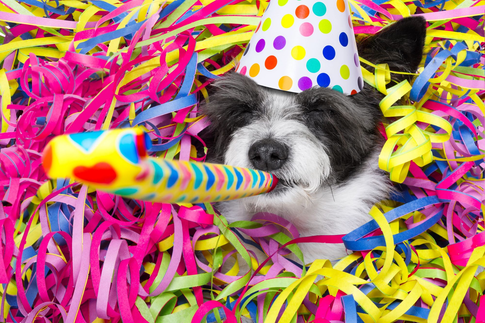 Dog celebrating New Years Eve