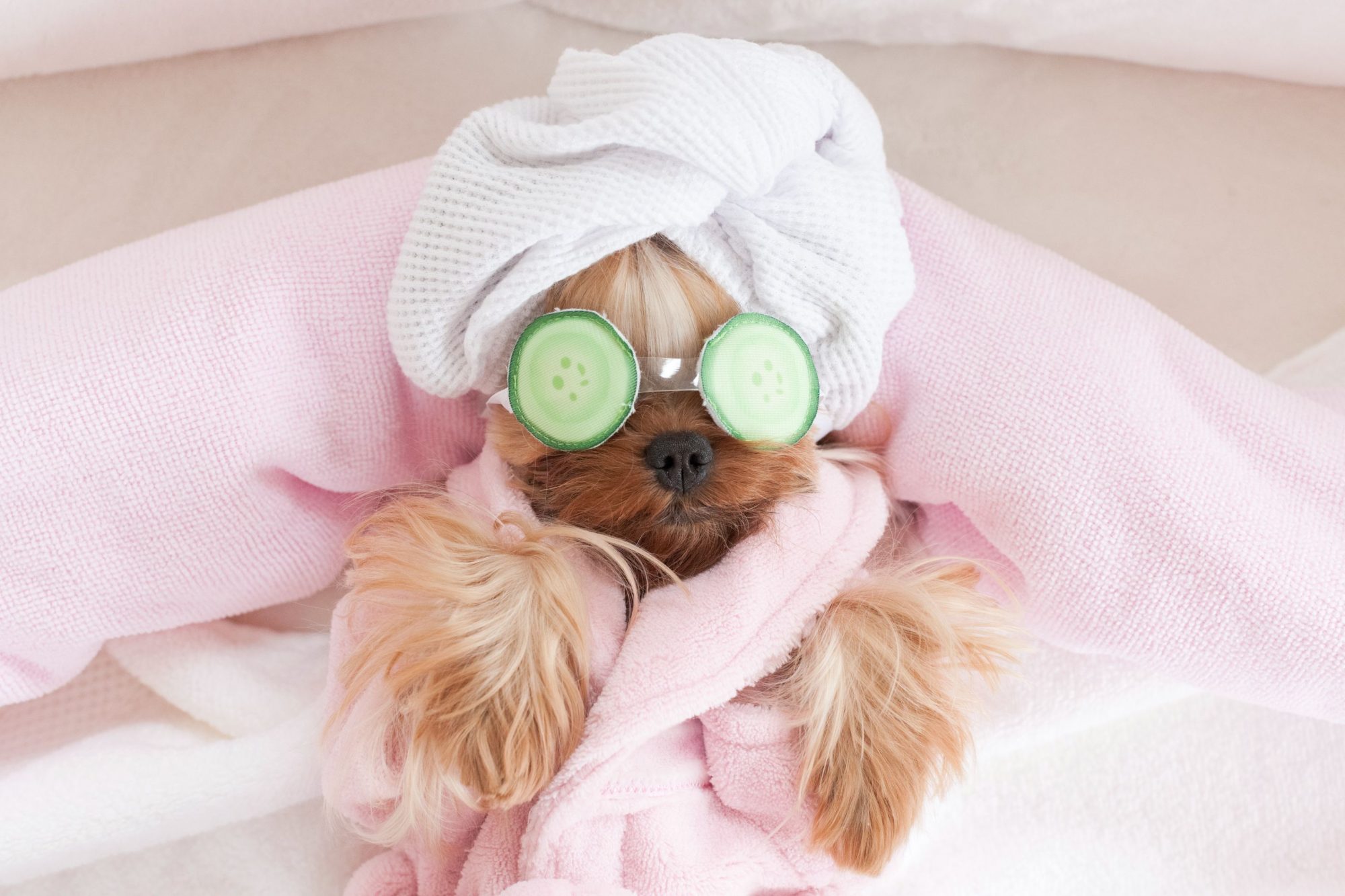 Pet Accessories - Pamper Your Pet