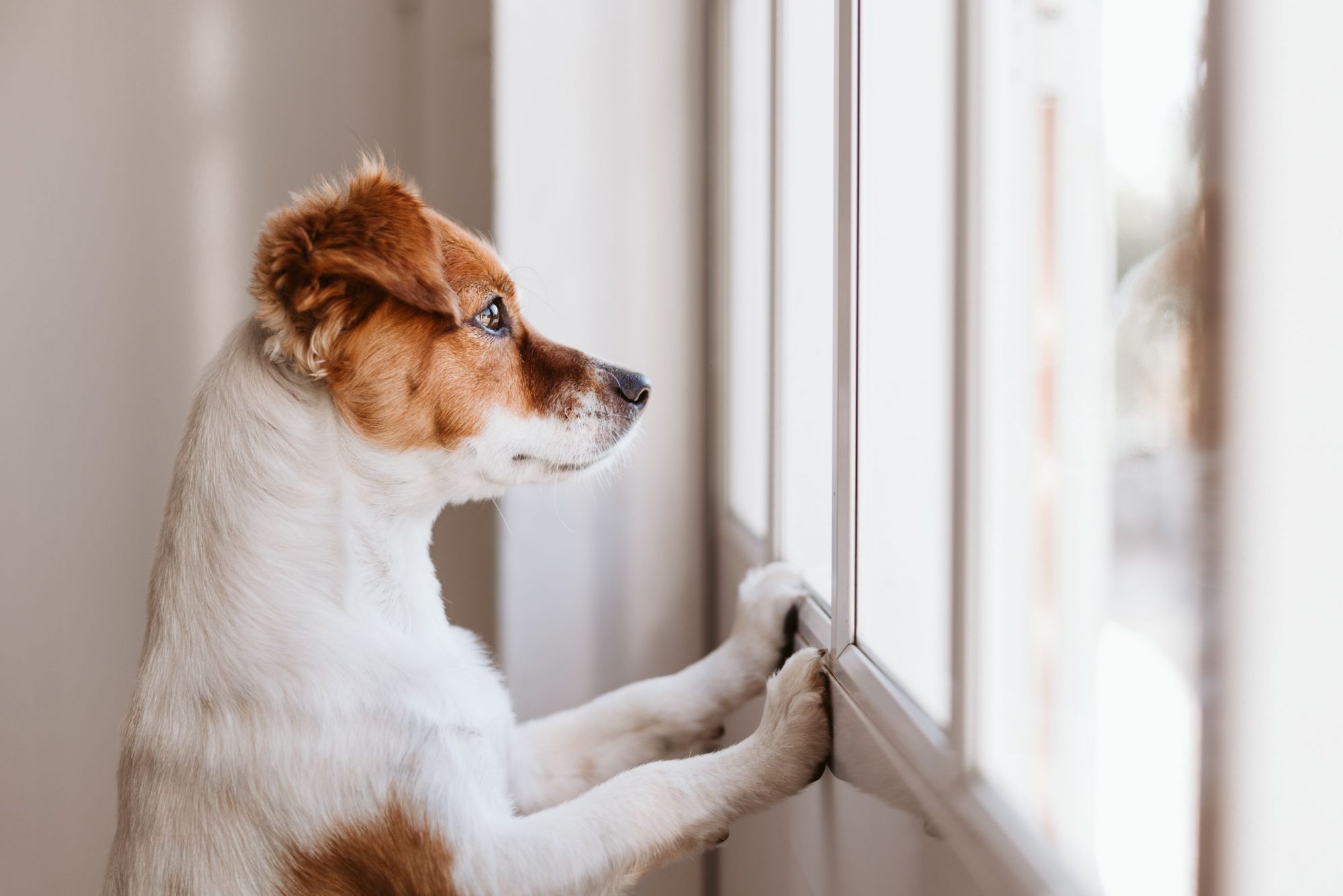 Jack Russell terrier looking out a window.