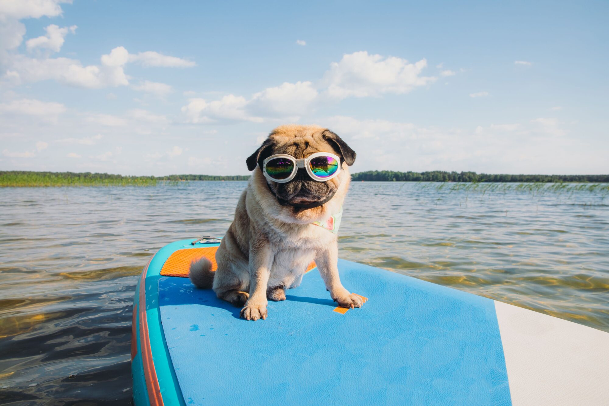 Cool dog ready for summer.