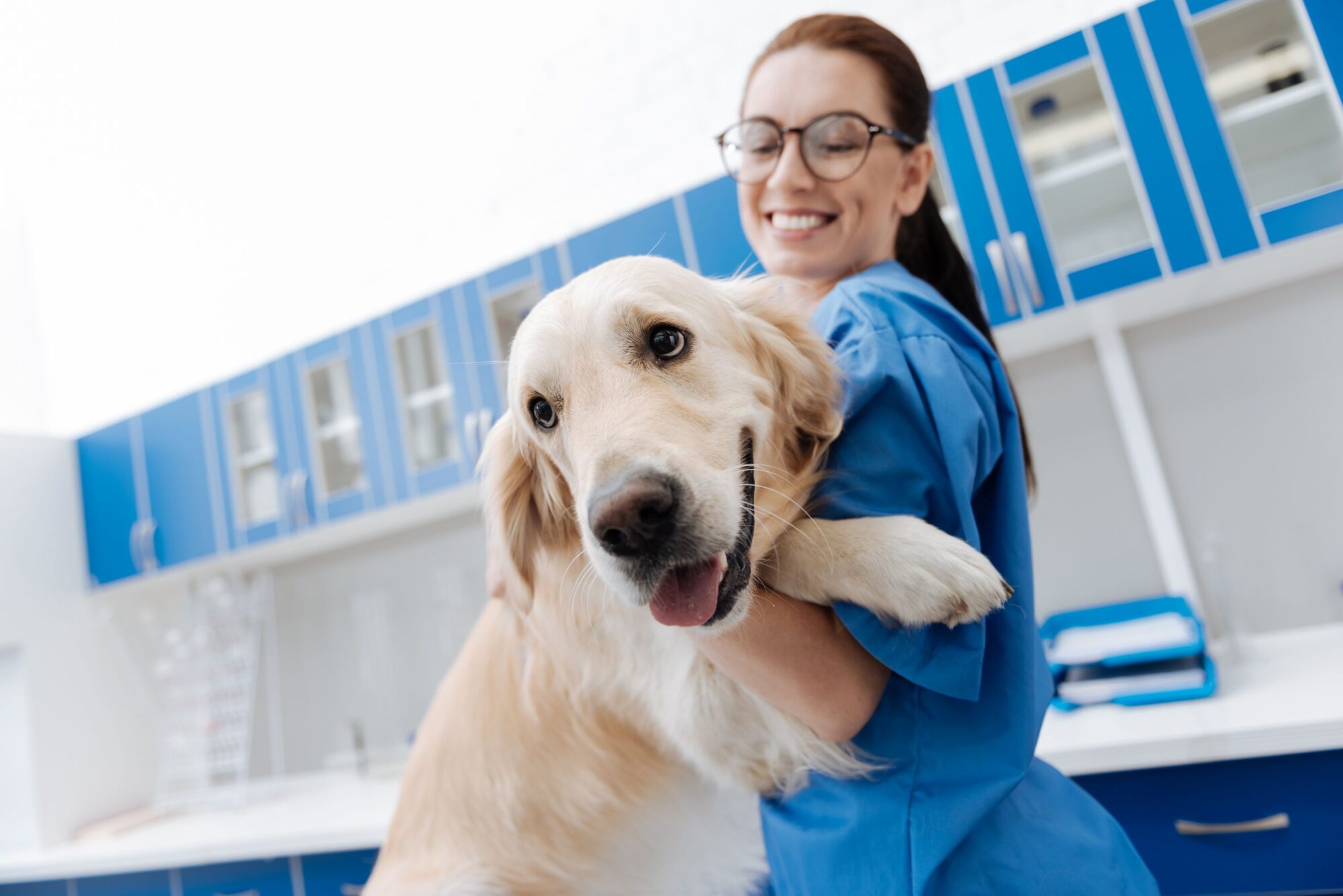 happy dog at the vet.