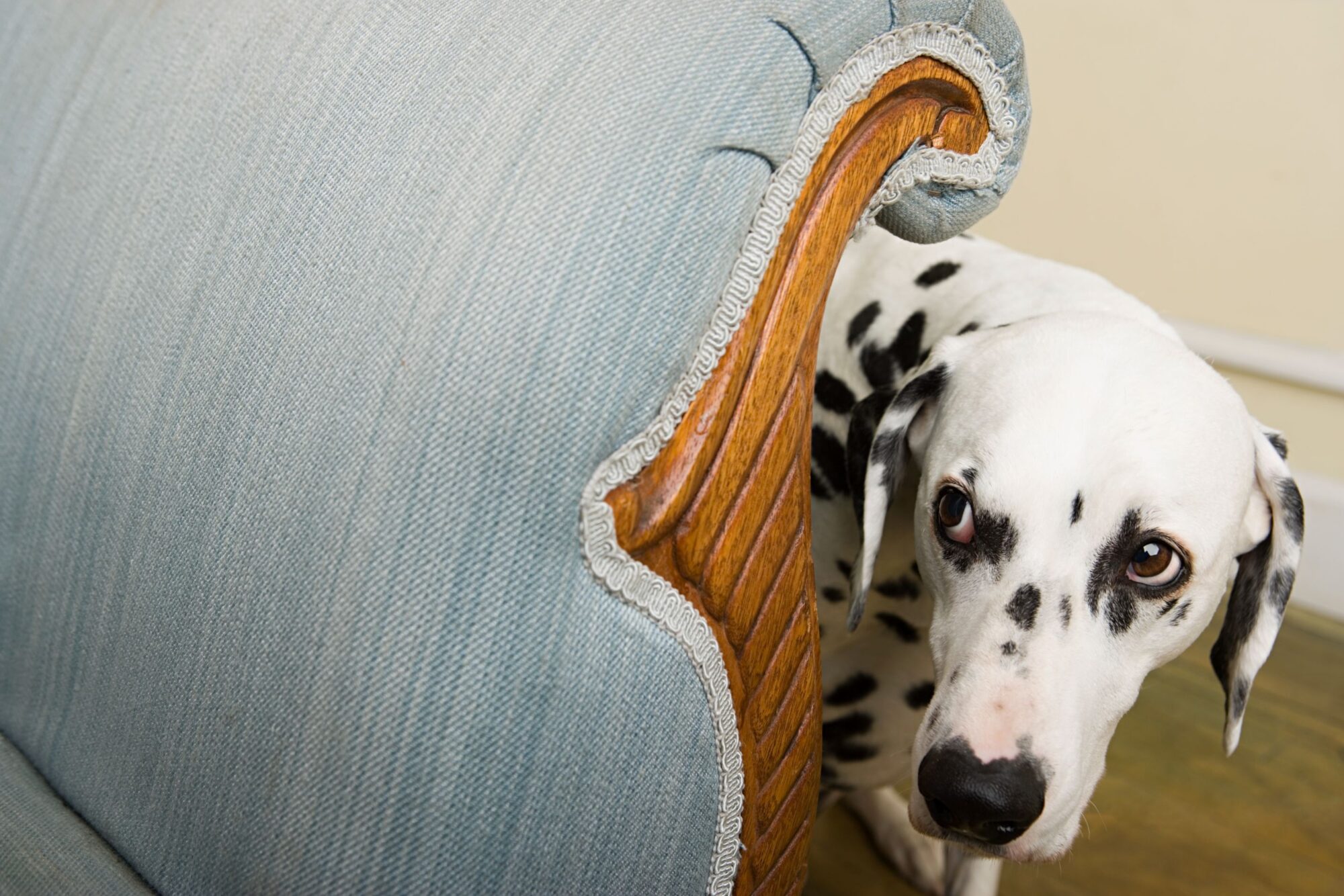 anxious dog.