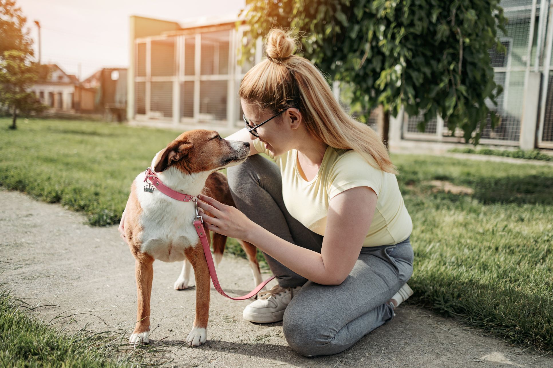 dog adoption.