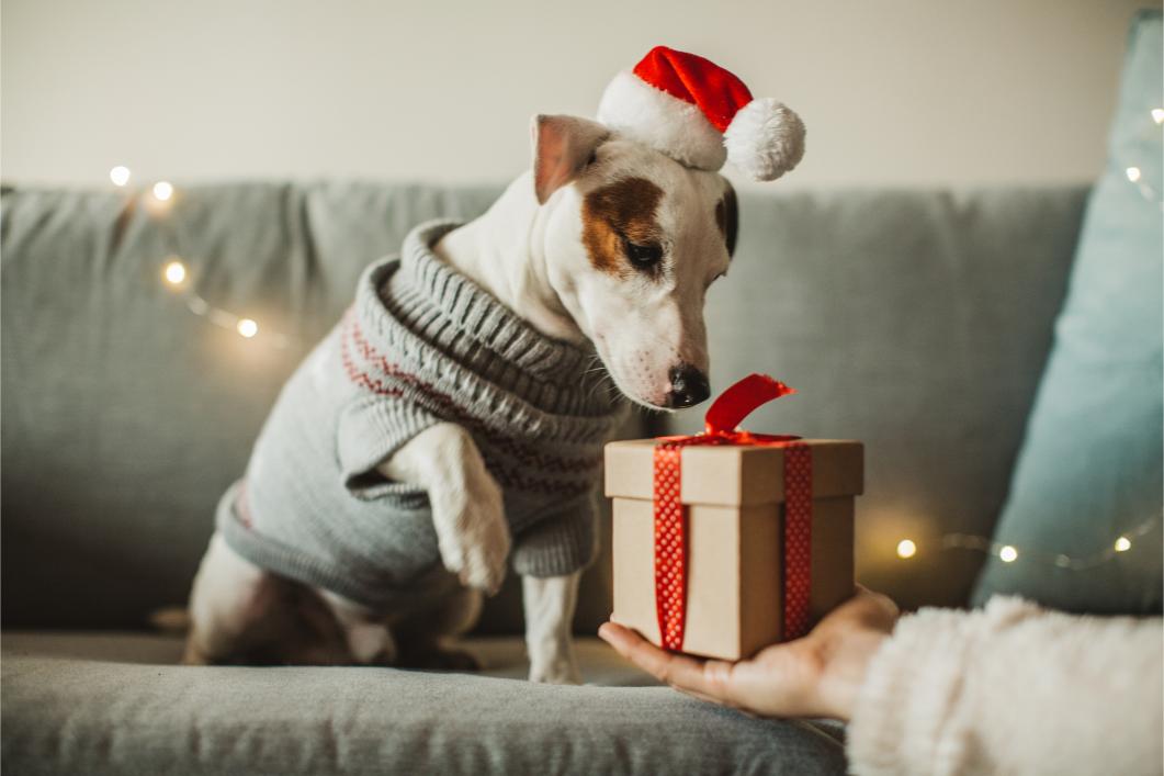 dog with gift.