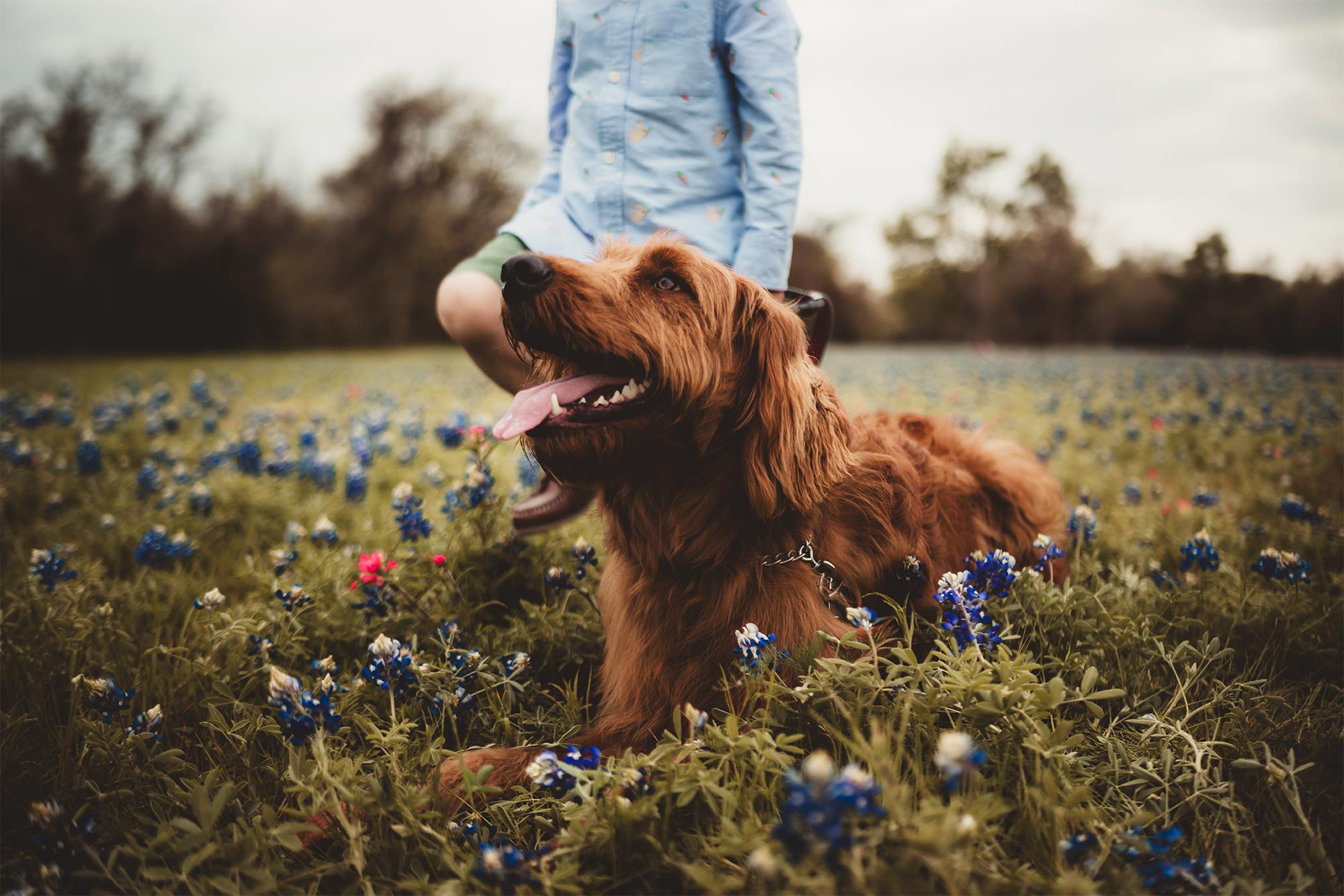 How Can You Create the Perfect Outdoor Space for Your Pet? 10 Backyard Ideas