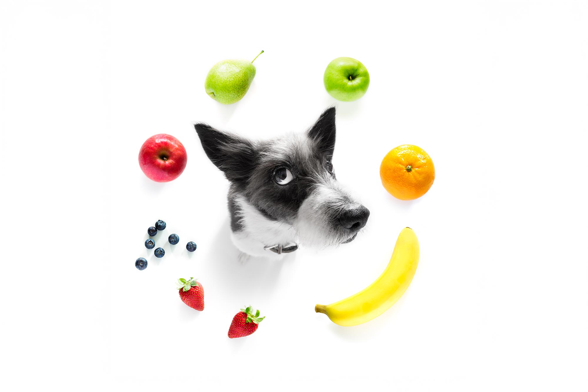 Which Summer Fruits Are Safe for Pets? 10 Treats to Share (and Avoid!)