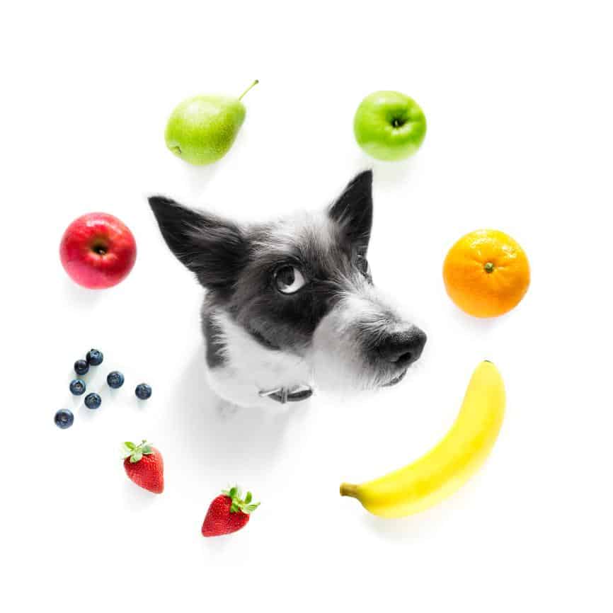 Dog with fruits around.