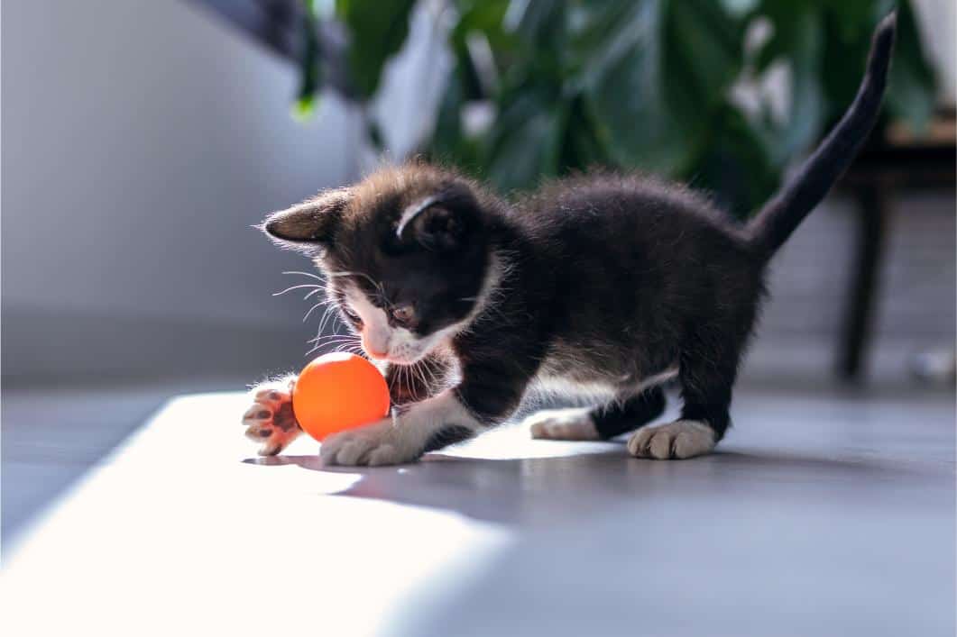 Kitty Playing with a Ball.