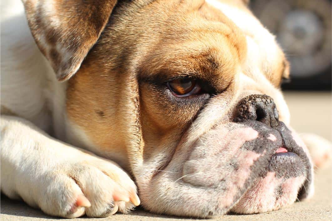 Dog with dry nose.