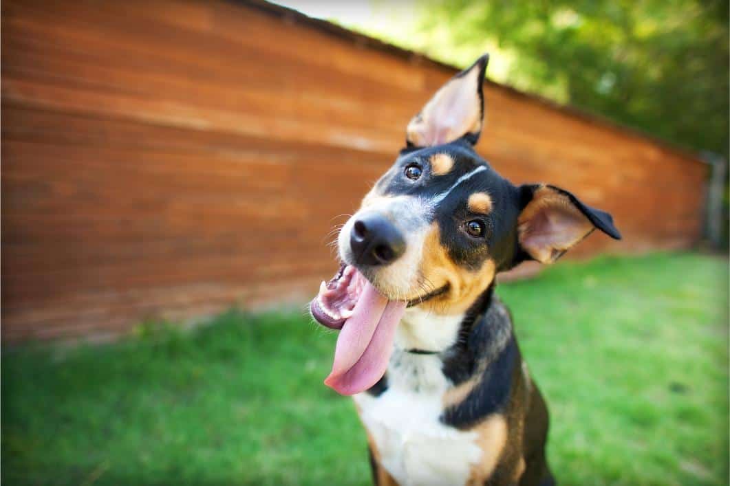 Dog enjoying outdoor space.