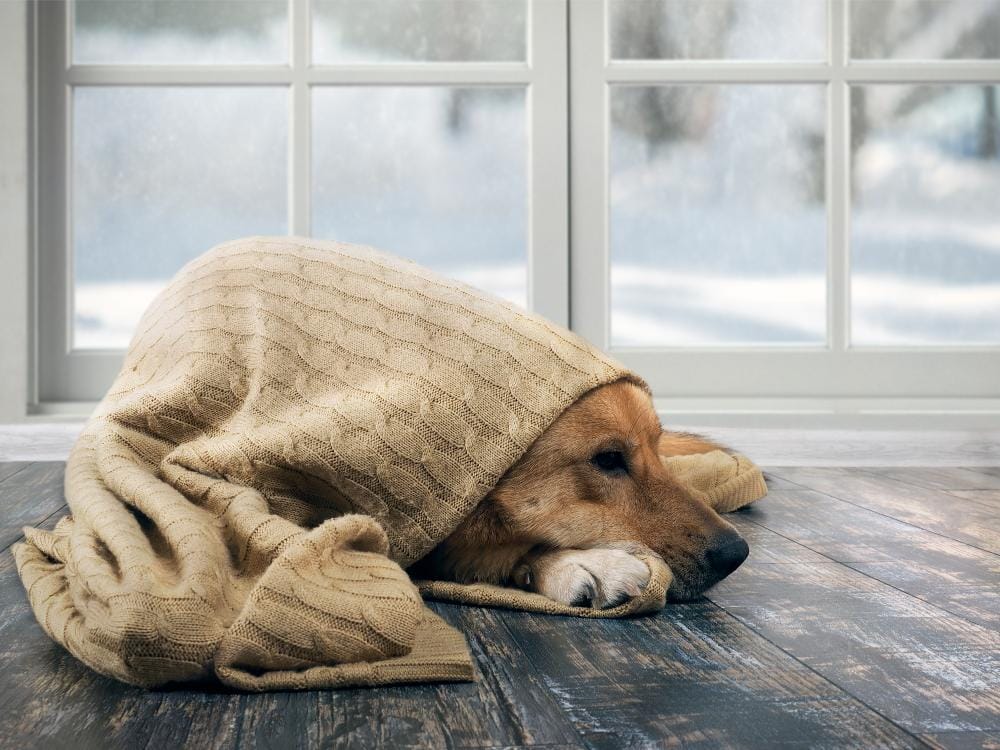 Dog cuddled under a warm blanket.