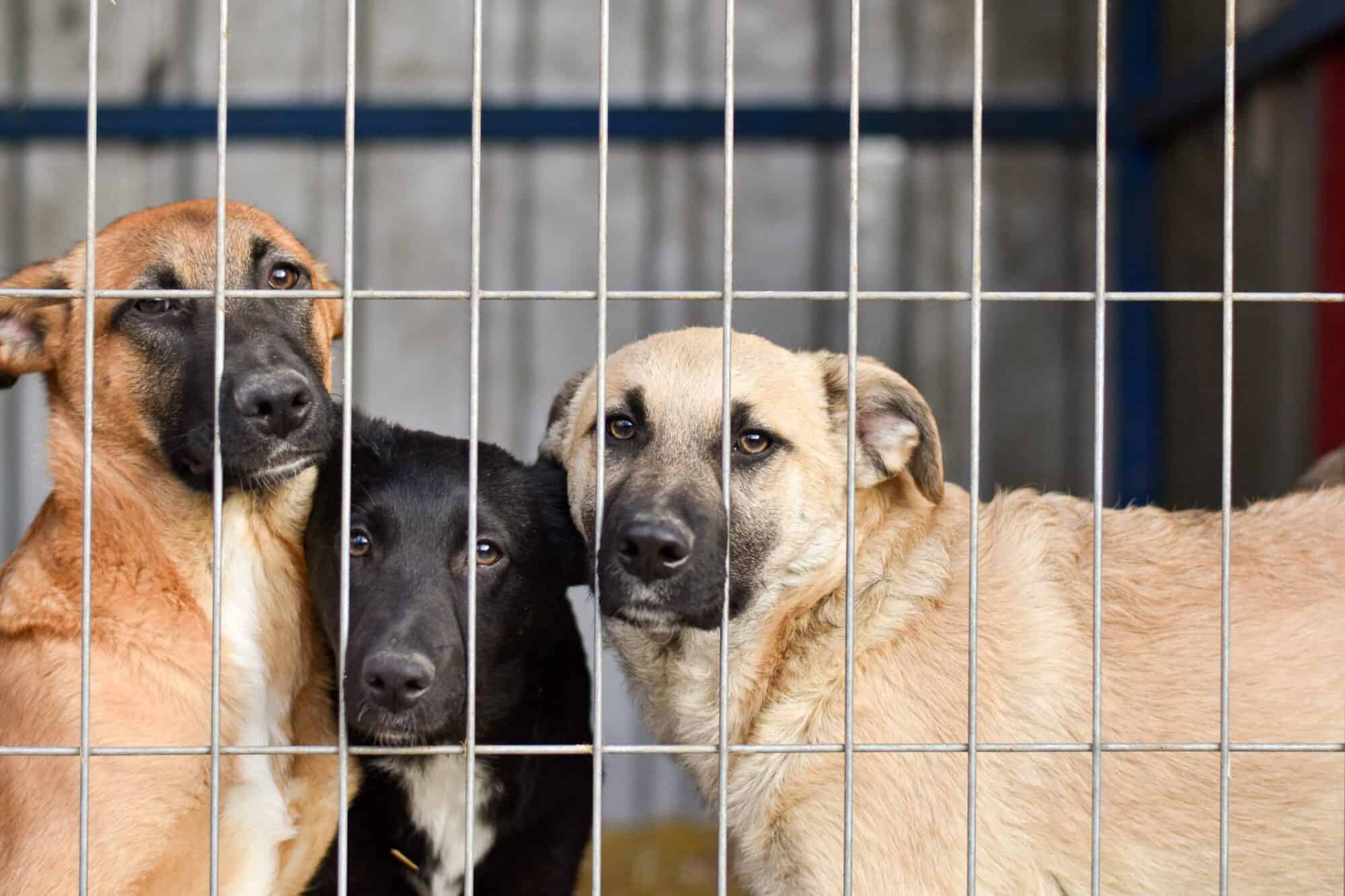 Sad dogs behind bars at the shelter.