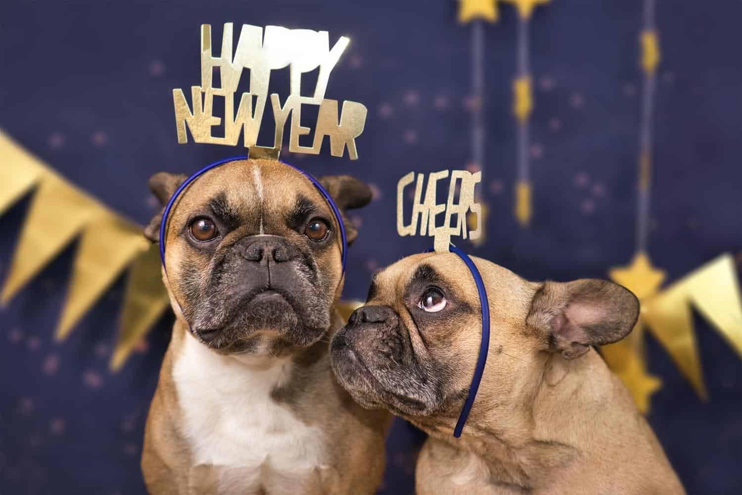 French bulldogs with headbands celebrating the New Year.