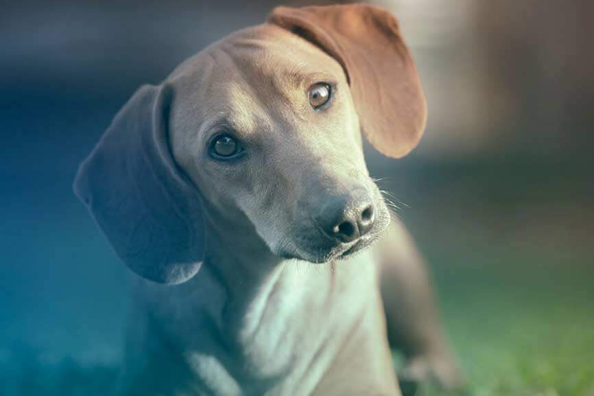 curious dog