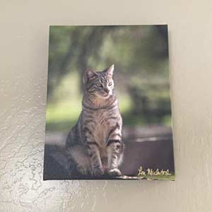 Frame of cat sitting