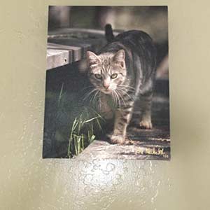 Frame of cat walking