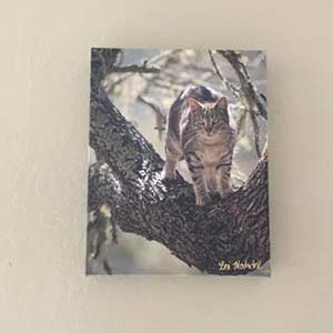 Frame of cat in a tree